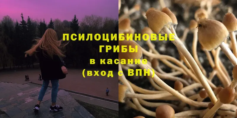 Псилоцибиновые грибы Psilocybe  kraken зеркало  Дыгулыбгей 